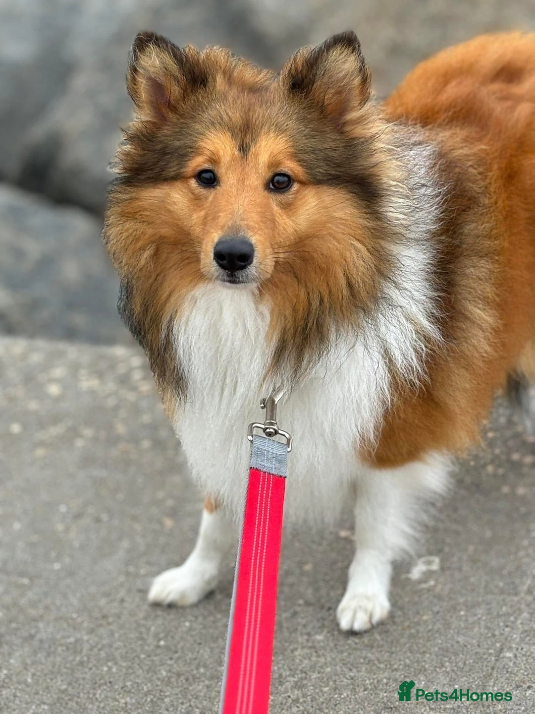 Shetland Sheepdog dogs for stud: Beautiful sable Shetland sheepdog for stud  - Image 11