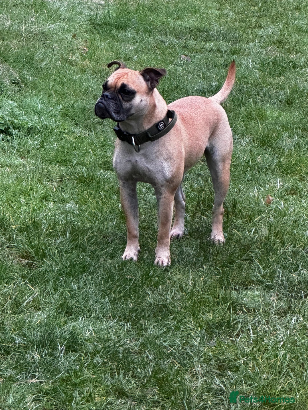 Dorset Olde Tyme Bulldogge dogs for sale: Olde tyme bulldogge puppies - Image 14