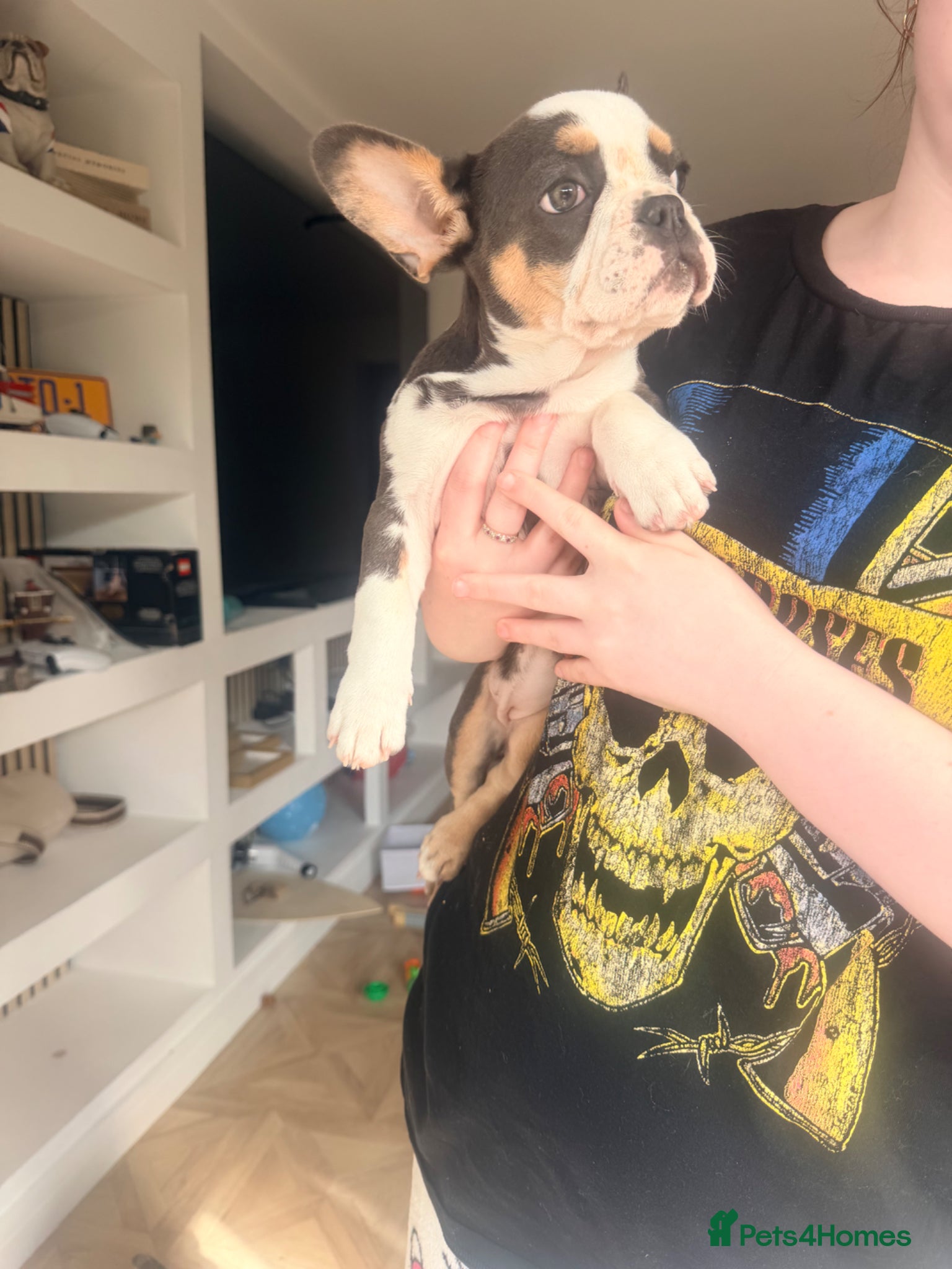 French Bulldog dogs Female French bulldog  - Advert 14