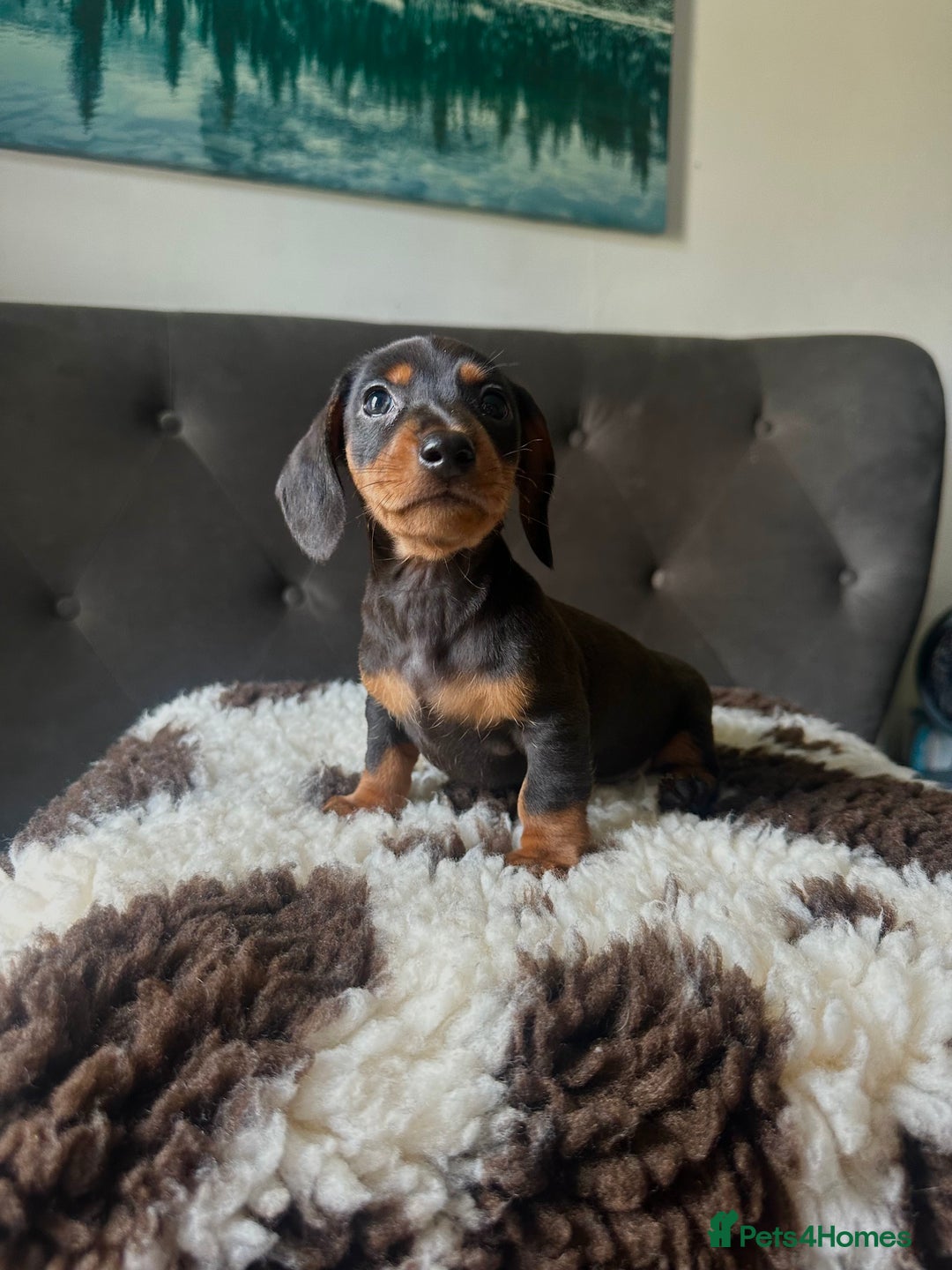 Miniature Dachshund dogs for sale: Short-haired Miniature Dachshunds  - Image 5
