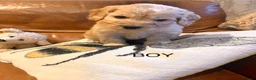 Cockapoo dogs for sale: Beautiful Cockapoo F1 Puppies  - Advert 14