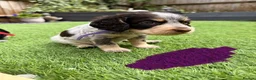 Cocker Spaniel dogs for sale: Cocker Spaniel Puppies – Blue Roan & Tri-Coloured - Advert 4
