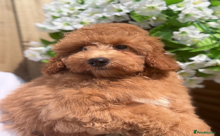 Shihpoo dogs - Advert 3