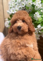 Shihpoo dogs - Advert 5