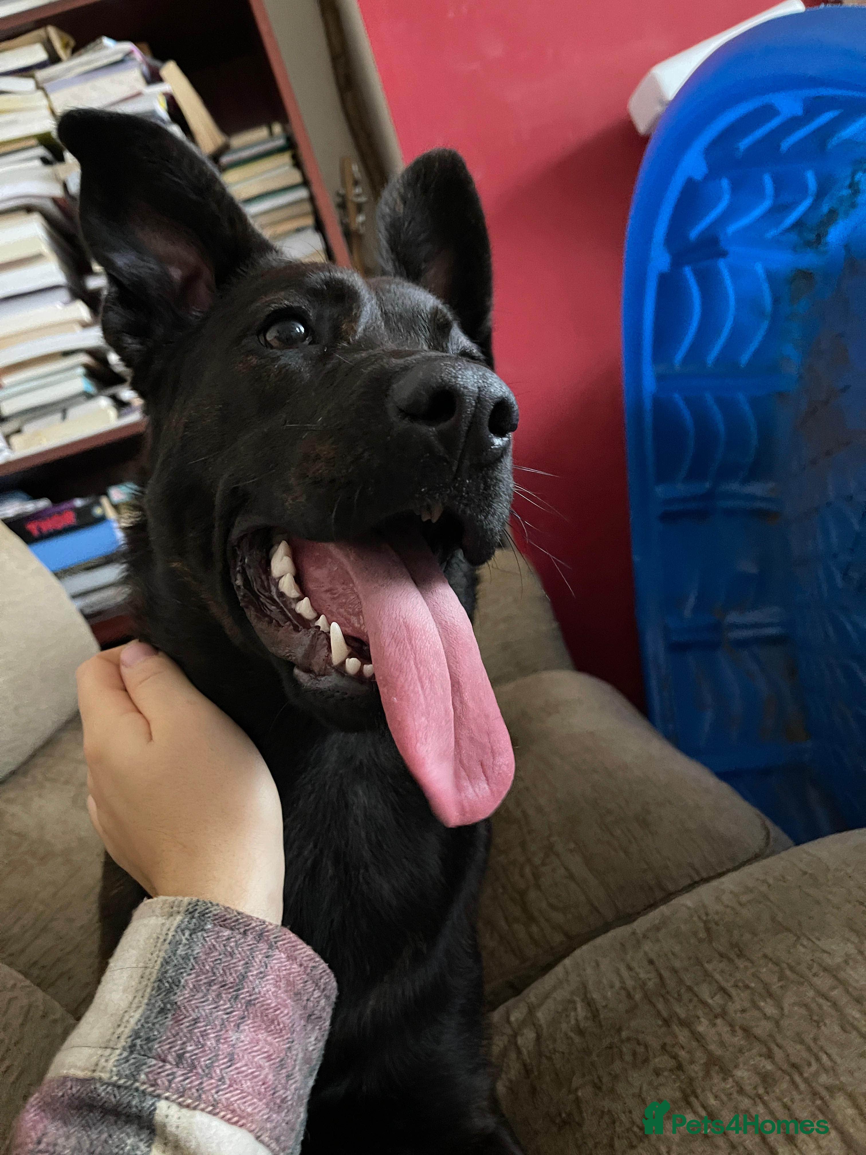 Mixed Breed dogs German Shepherd x Cane Corso - Advert 8