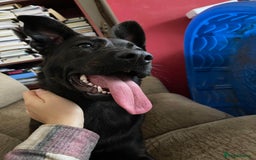 Mixed Breed dogs for sale: German Shepherd x Cane Corso - Image 1