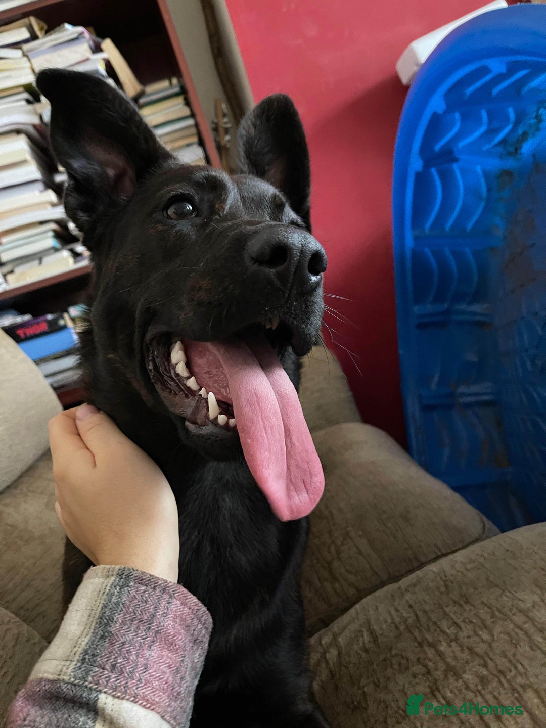 Mixed Breed dogs for sale: German Shepherd x Cane Corso - Image 1