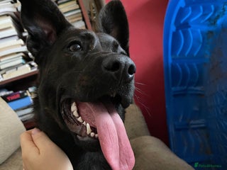 Mixed Breed dogs - Advert 23