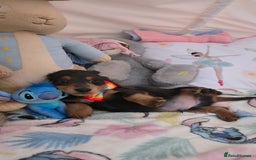 Dachshund dogs for sale: Beautiful miniature dashund  - Image 7