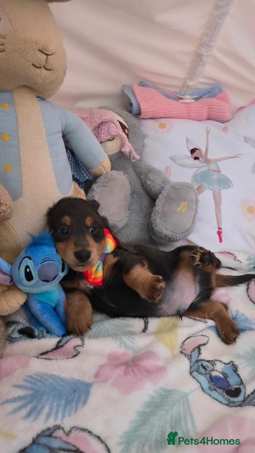 Dachshund dogs for sale: Beautiful miniature dashund  - Image 7