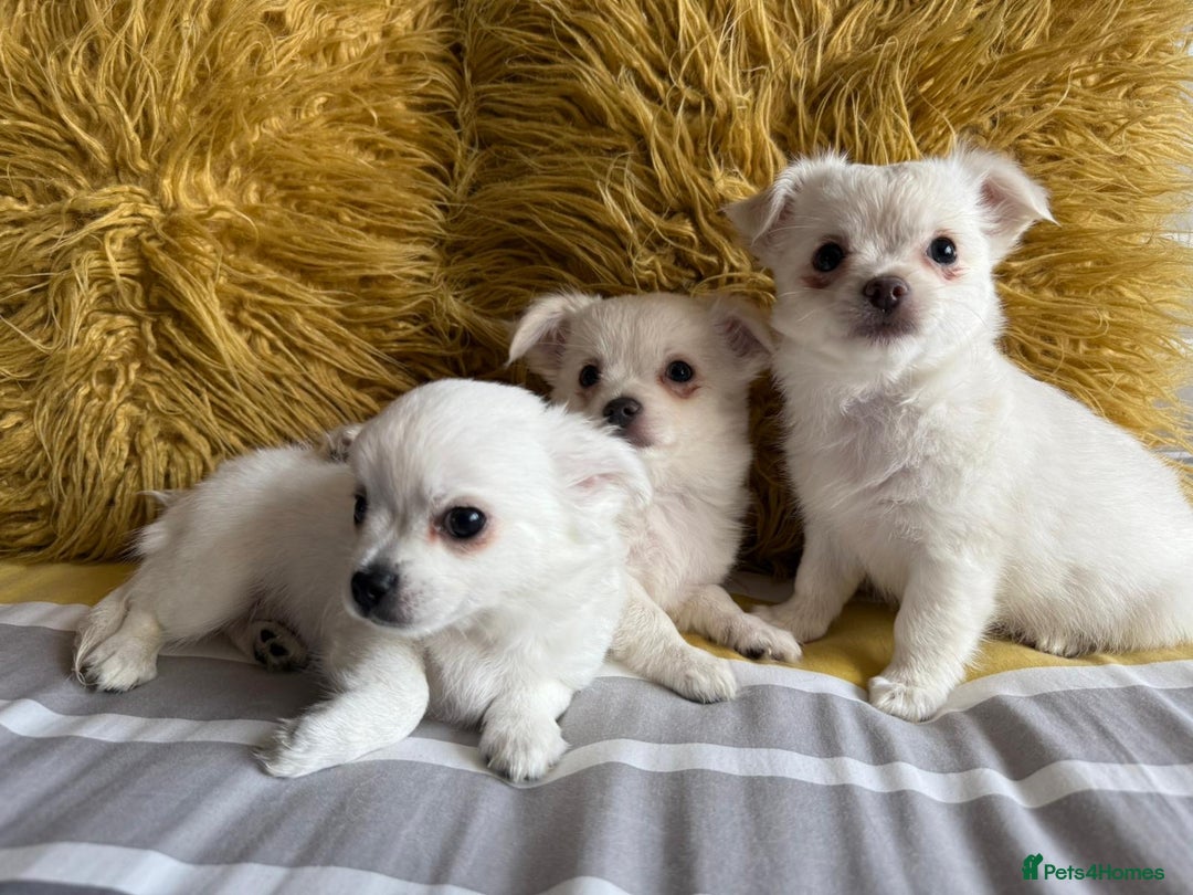 Chihuahua dogs for sale: 3 boys, long haired chihuahuas  - Image 6
