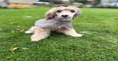 Toy Poodle dogs - Advert 11
