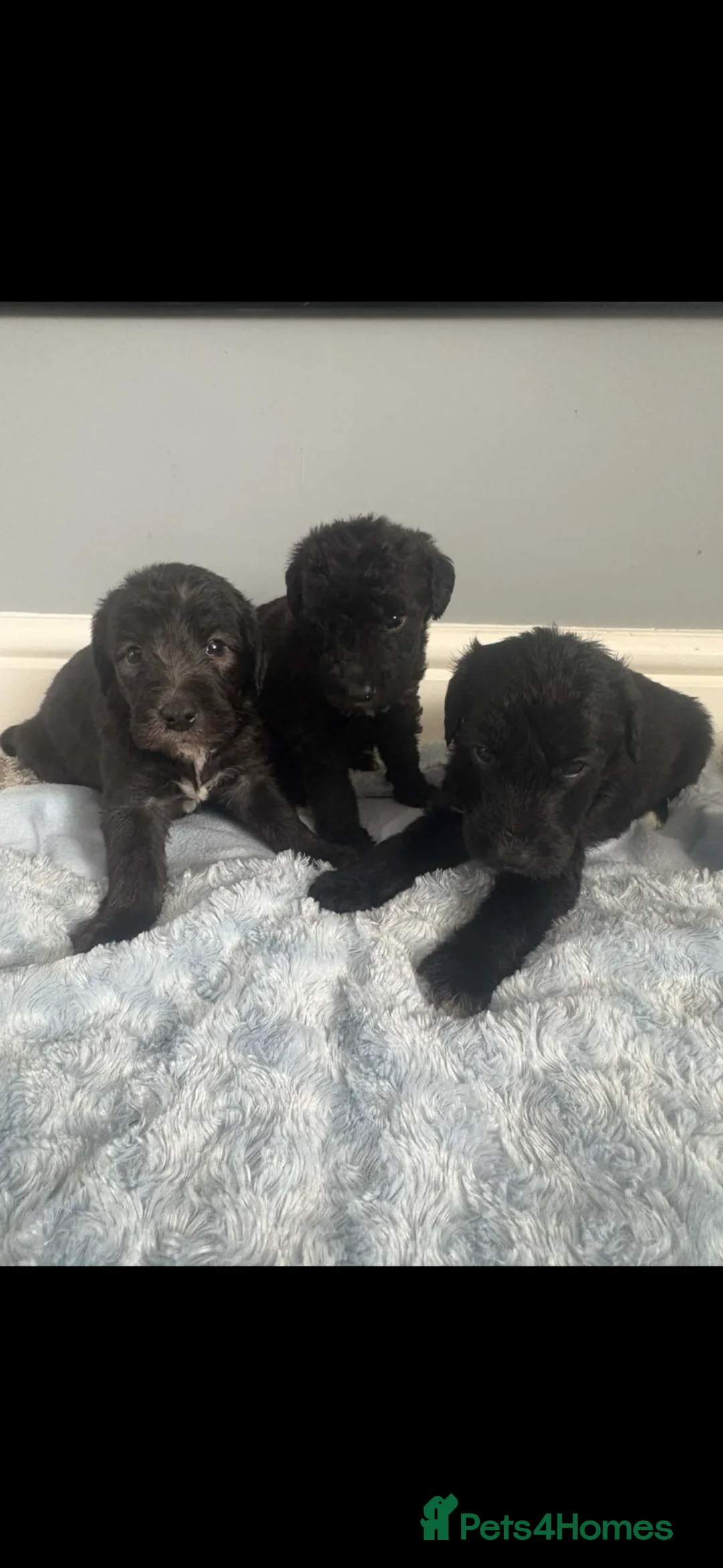 Bedlington Terrier dogs for sale: Bedlington whippet  in Bishop Auckland - Advert 12