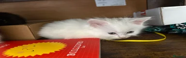 Turkish Angora 2