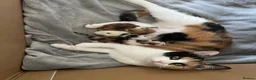 Mixed Breed cats for sale: x3 kittens  in Bridgwater - Advert 5