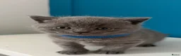 British Shorthair cats for sale: **LAST GIRL** British shorthair kitten - Advert 27