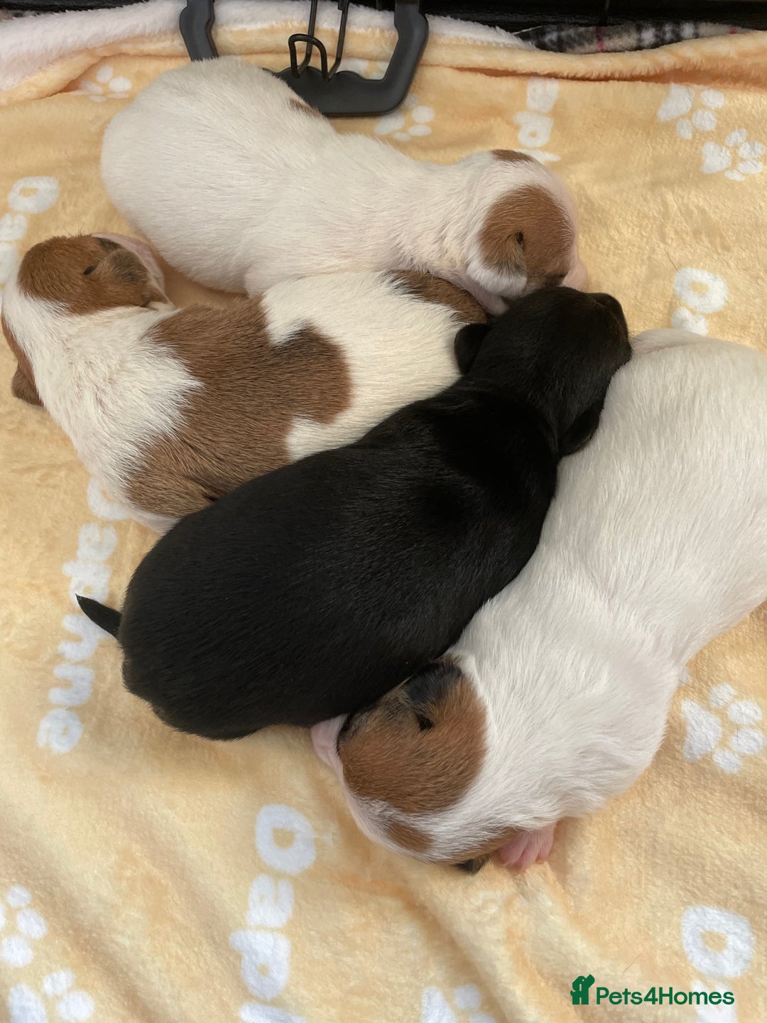 Mixed Breed dogs for sale: Jack chi puppies  - Image 20