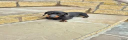 Miniature Dachshund dogs for sale: Minature daschund girl 4 sale 4yrs in Newmilns - Advert 3