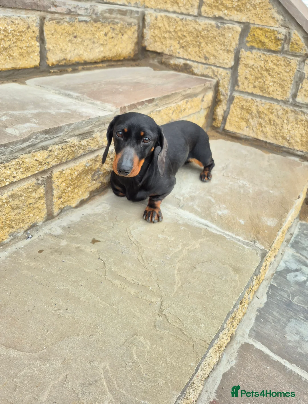 Miniature Dachshund dogs for sale: Minature daschund girl 4 sale 4yrs in Newmilns - Advert 3