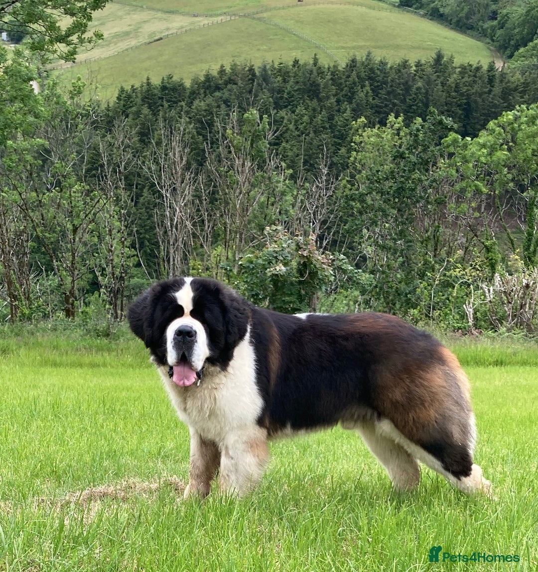 Saint Bernard dogs for sale: Saint pups from HIP & ELBOW tested parents  - Advert 3