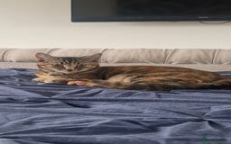 Domestic Shorthair cats for sale: 3 year old female cat  - Image 3