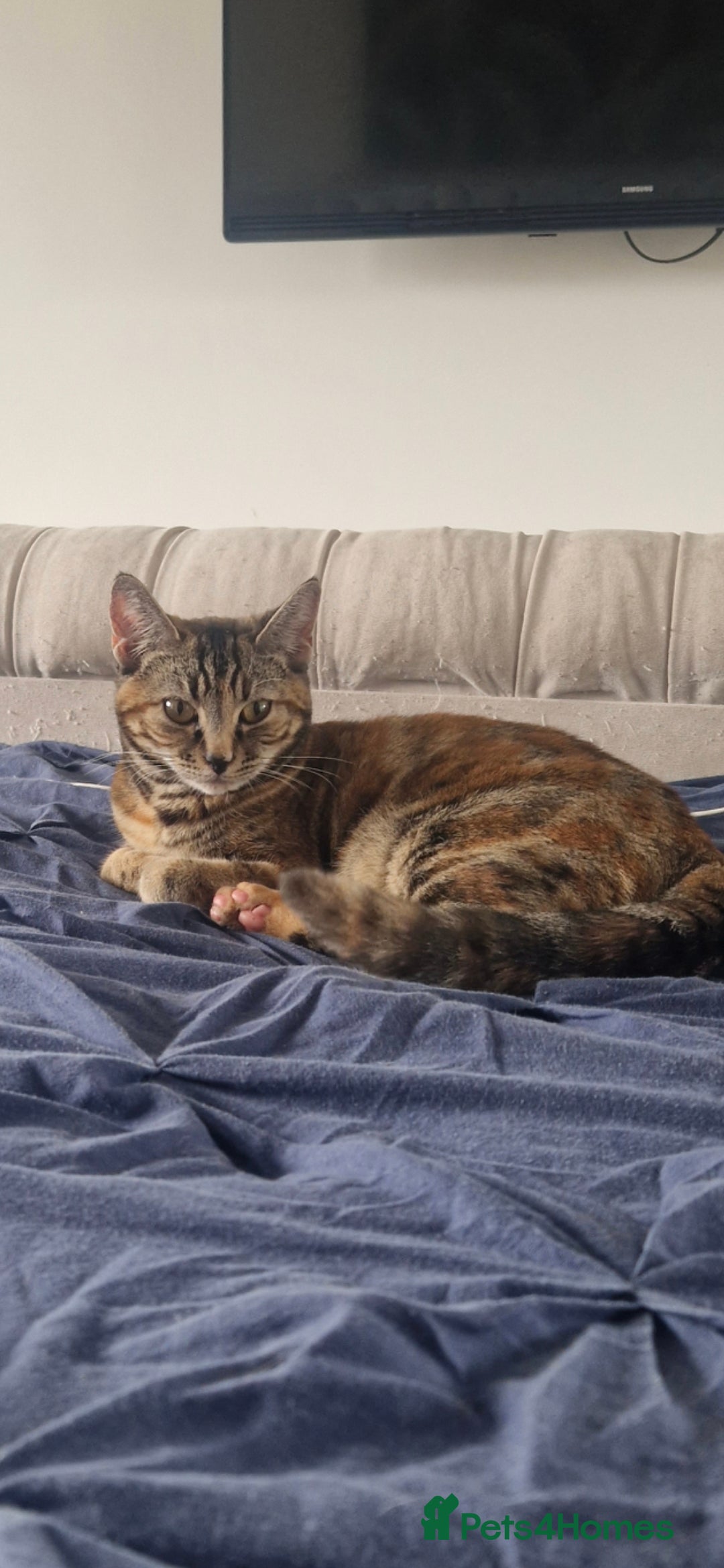 Domestic Shorthair cats for sale: 3 year old female cat  - Image 3