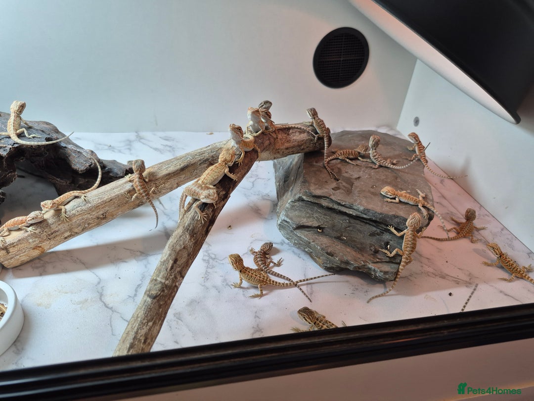 Bearded Dragon reptiles for sale: Bearded dragons  - Image 3