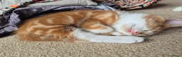 Mixed Breed cats for sale: 2 kittens for sale - Advert 20