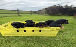 Cocker Spaniel dogs for sale: Kc reg working cocker spaniel pups - Image 16