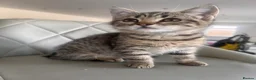 Domestic Shorthair cats for sale: Beautiful 3 Month Old Brown Tabby Kittens - Advert 5