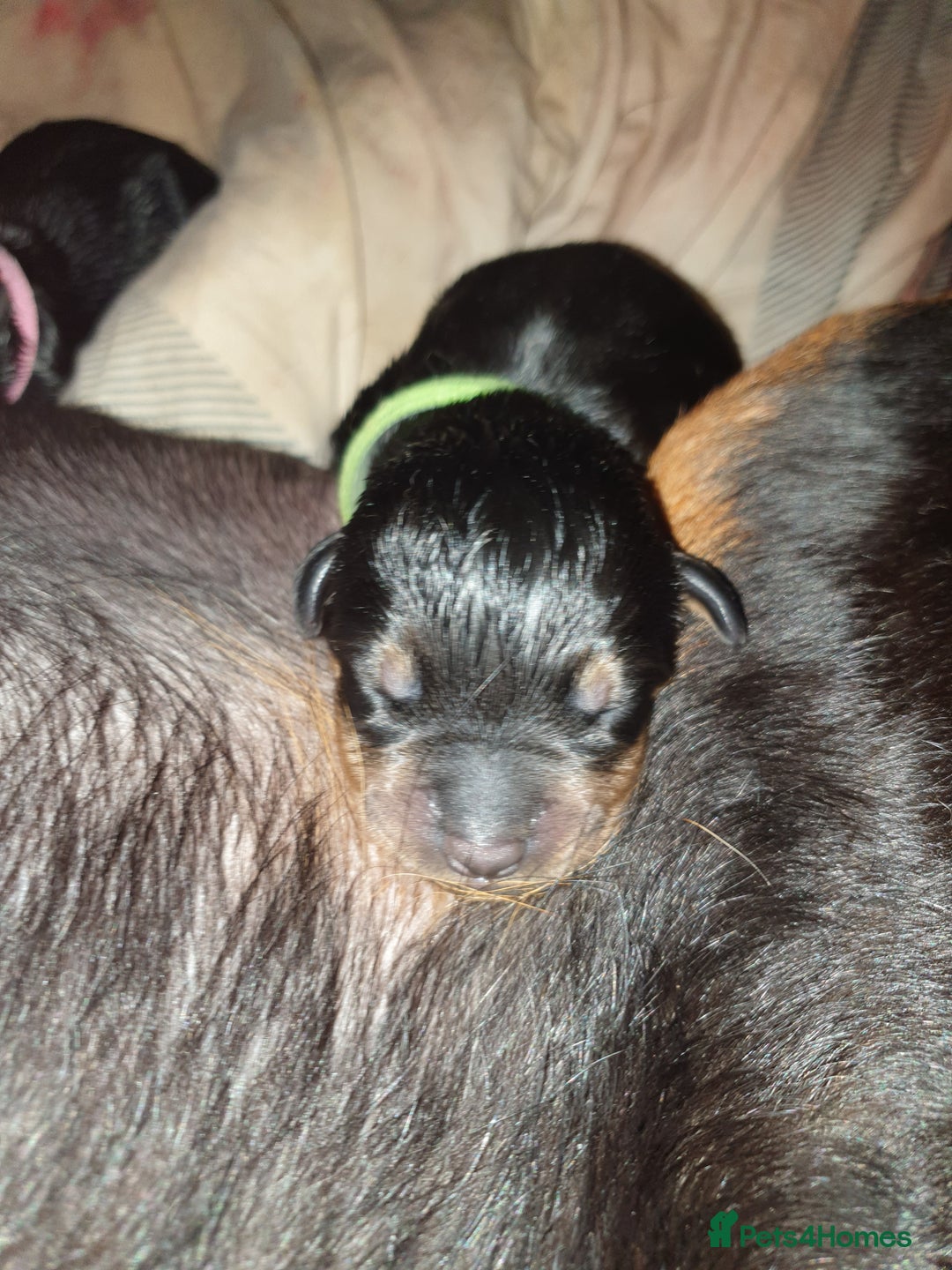 Rottweiler dogs for sale: Chunky big boned rottweilers  - Image 14