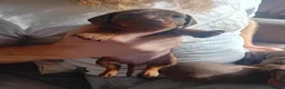 Miniature Dachshund dogs for sale: KC Miniature Dachshund Puppies for sale - Advert 9