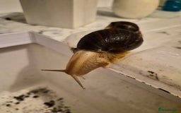 Snails invertebrates for sale: Giant African Land Snails  - Image 2
