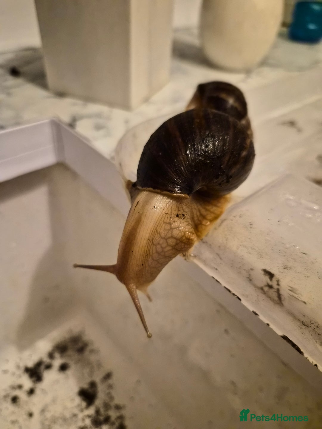 Snails invertebrates for sale: Giant African Land Snails  - Image 2