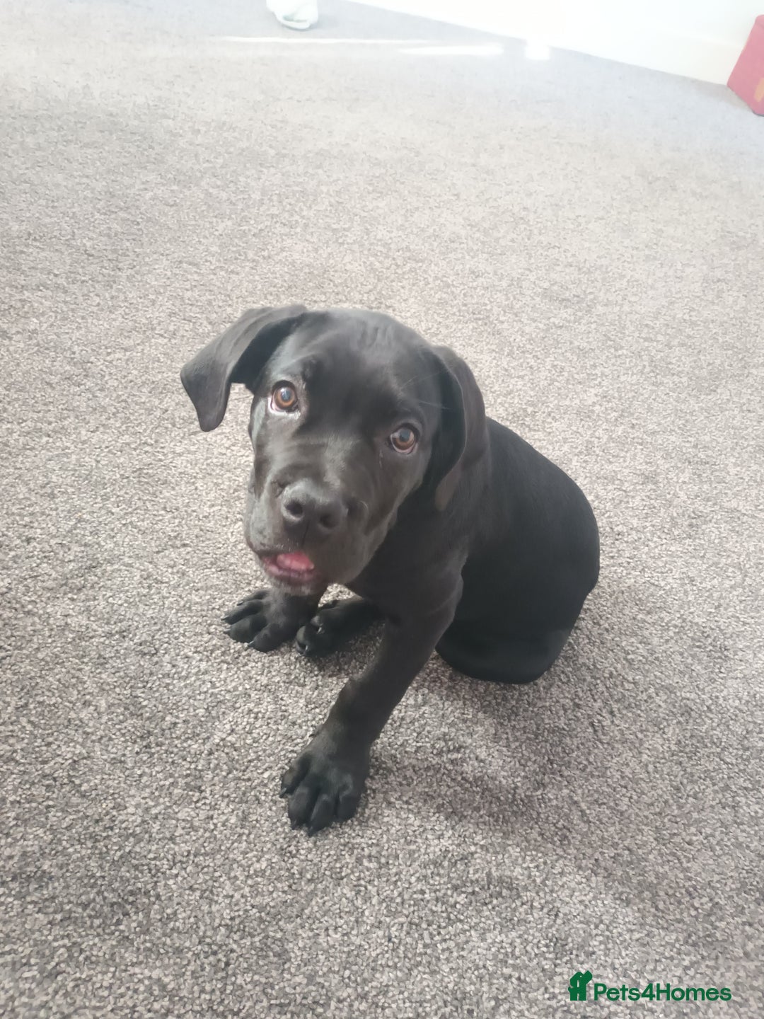 Cane Corso dogs for sale:  Gorgeous boy Cane corso  - Image 6