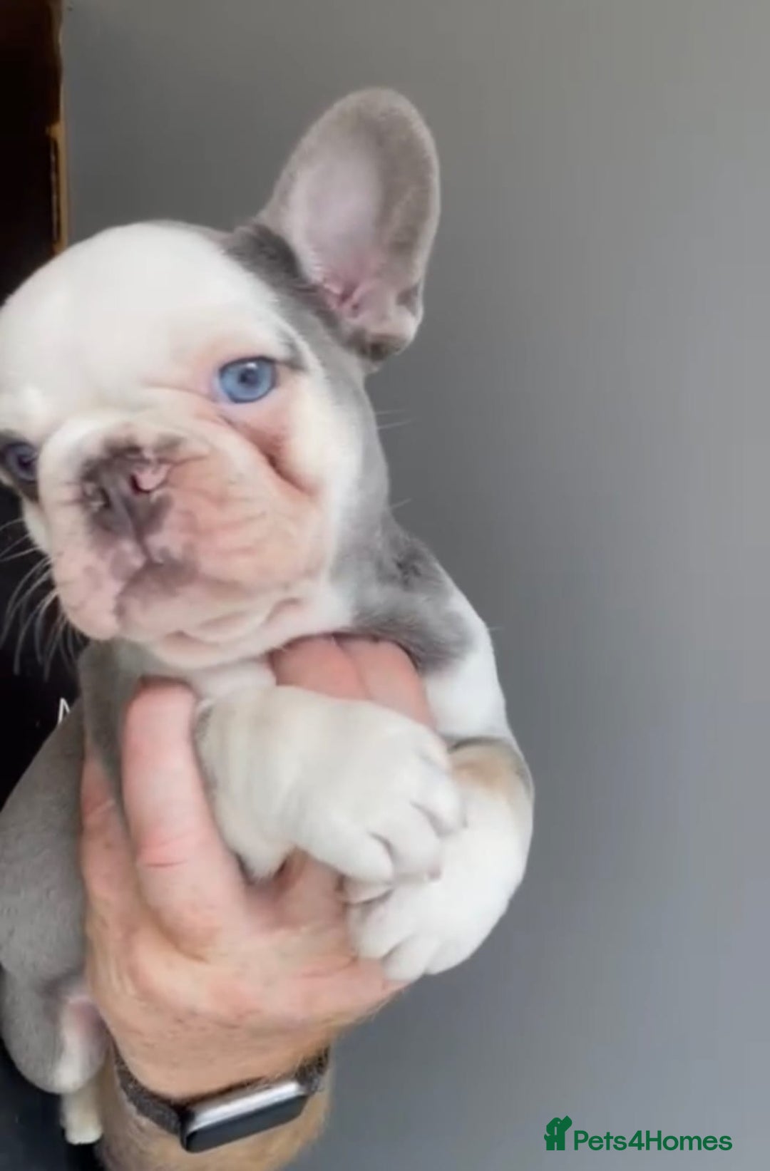 French Bulldog dogs for sale: fully vac Husky Panda Koi Frenchie=last 2ready now - Advert 27