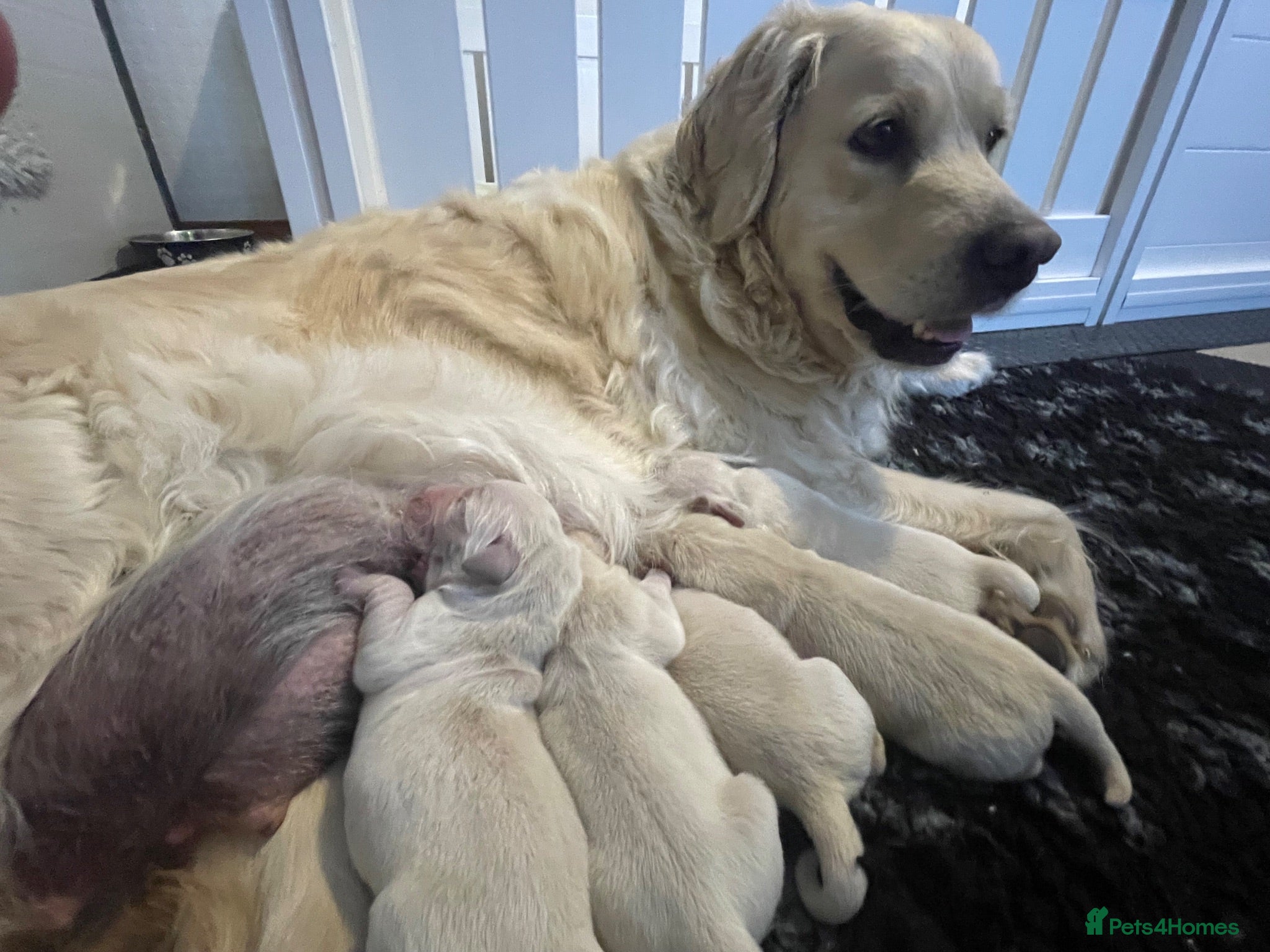 Golden Retriever dogs KC registered golden retriever puppies  - Advert 1