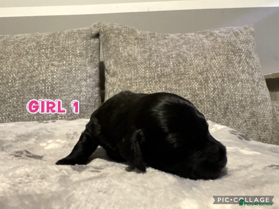 Cavapoo dogs for sale: F2 Toy Cavapoo puppies - Advert 13