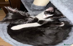 British Longhair cats for sale: A beautiful longhair couple  - Image 5