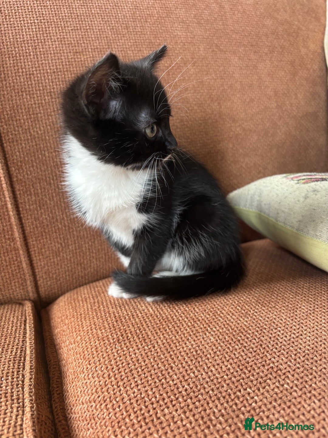 Maine Coon cats for sale: Twin Tuxedo Maine coon x BSH kitten girls - Image 12