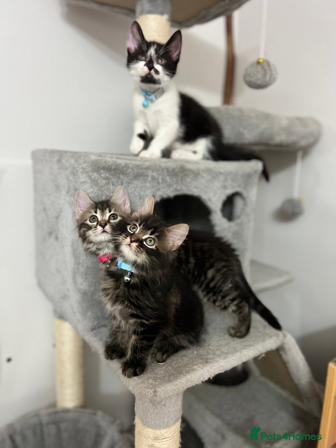 Mixed Breed cats for sale: Ready Now 2male and 1female Left - Advert 5