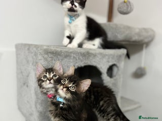 Mixed Breed cats Ready Now 2male and 1female Left - Advert 16