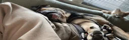 Mixed Breed dogs for sale: Maximus Merle English bulldog X German shepherd  - Advert 5