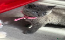 British Shorthair cats for sale: Beautiful bred British shorthairs  - Image 9