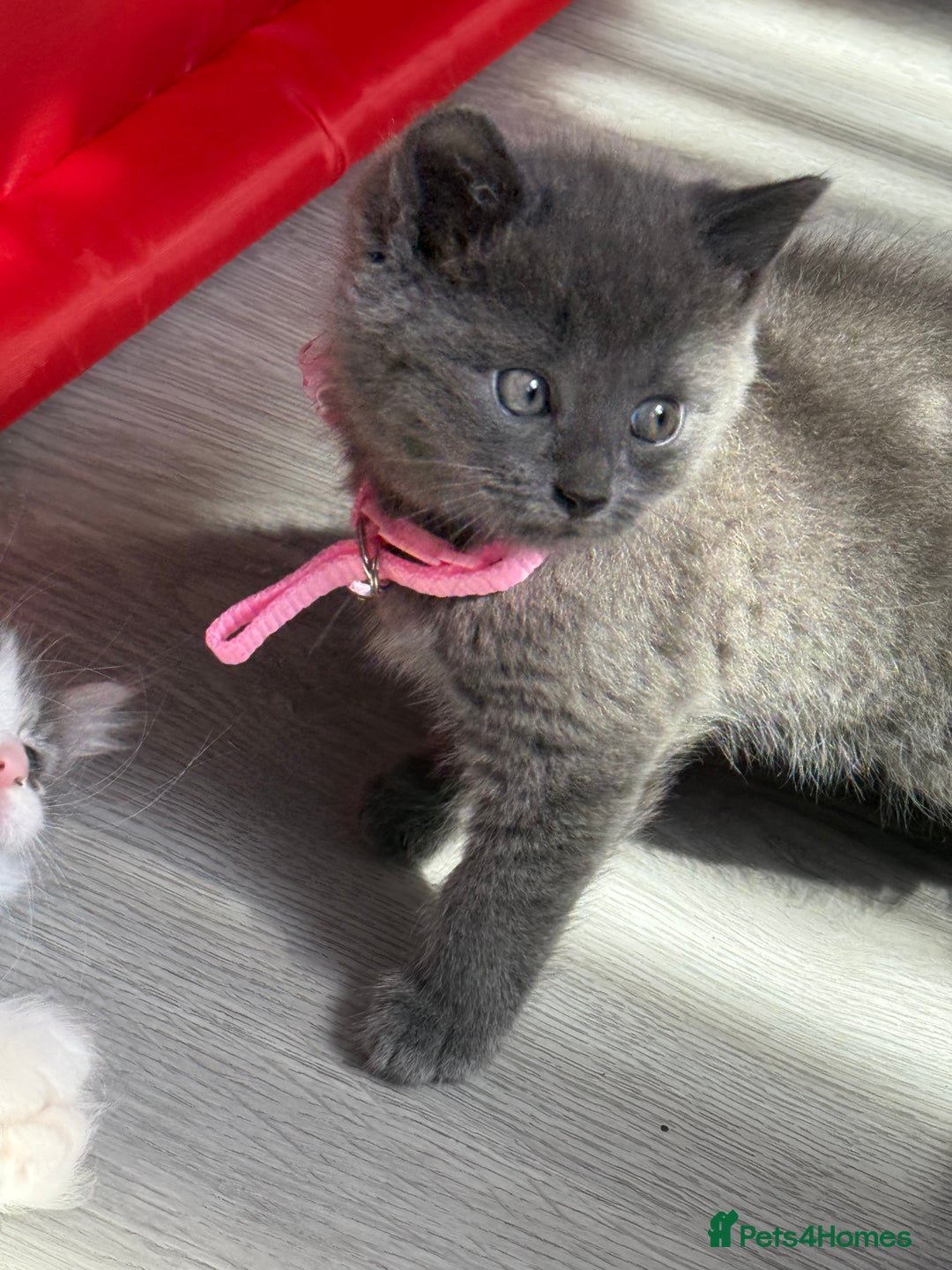British Shorthair cats for sale: Beautiful bred British shorthairs  - Image 9