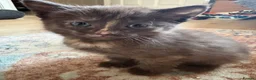 Mixed Breed cats for sale: 5 gorgeous kittens - Advert 4