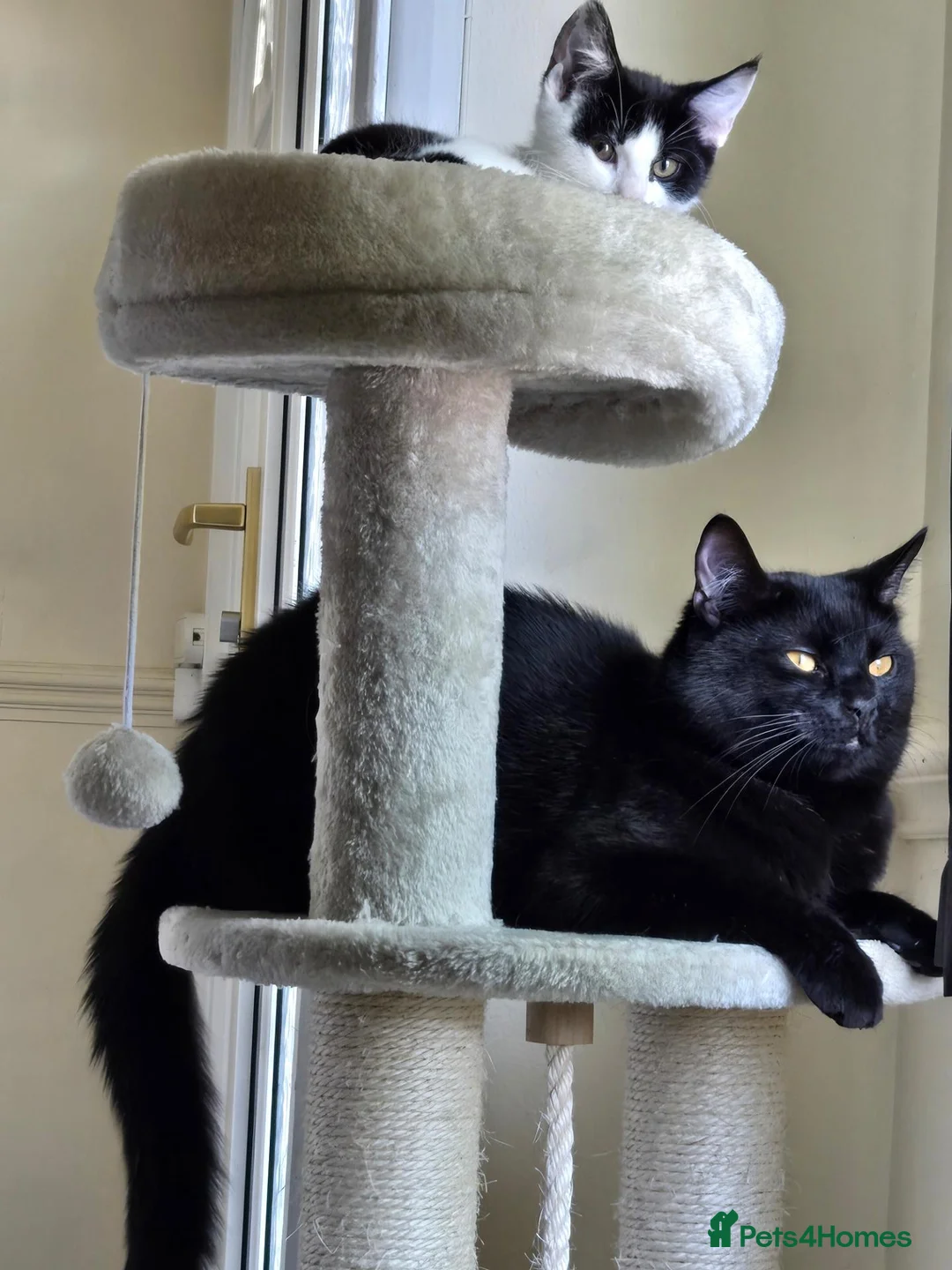 Mixed Breed cats for sale: Big beautiful boy looking for loving home  - Advert 2