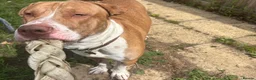 American Bull Staffy dogs for sale: Dog for sale  in Nottingham - Advert 3