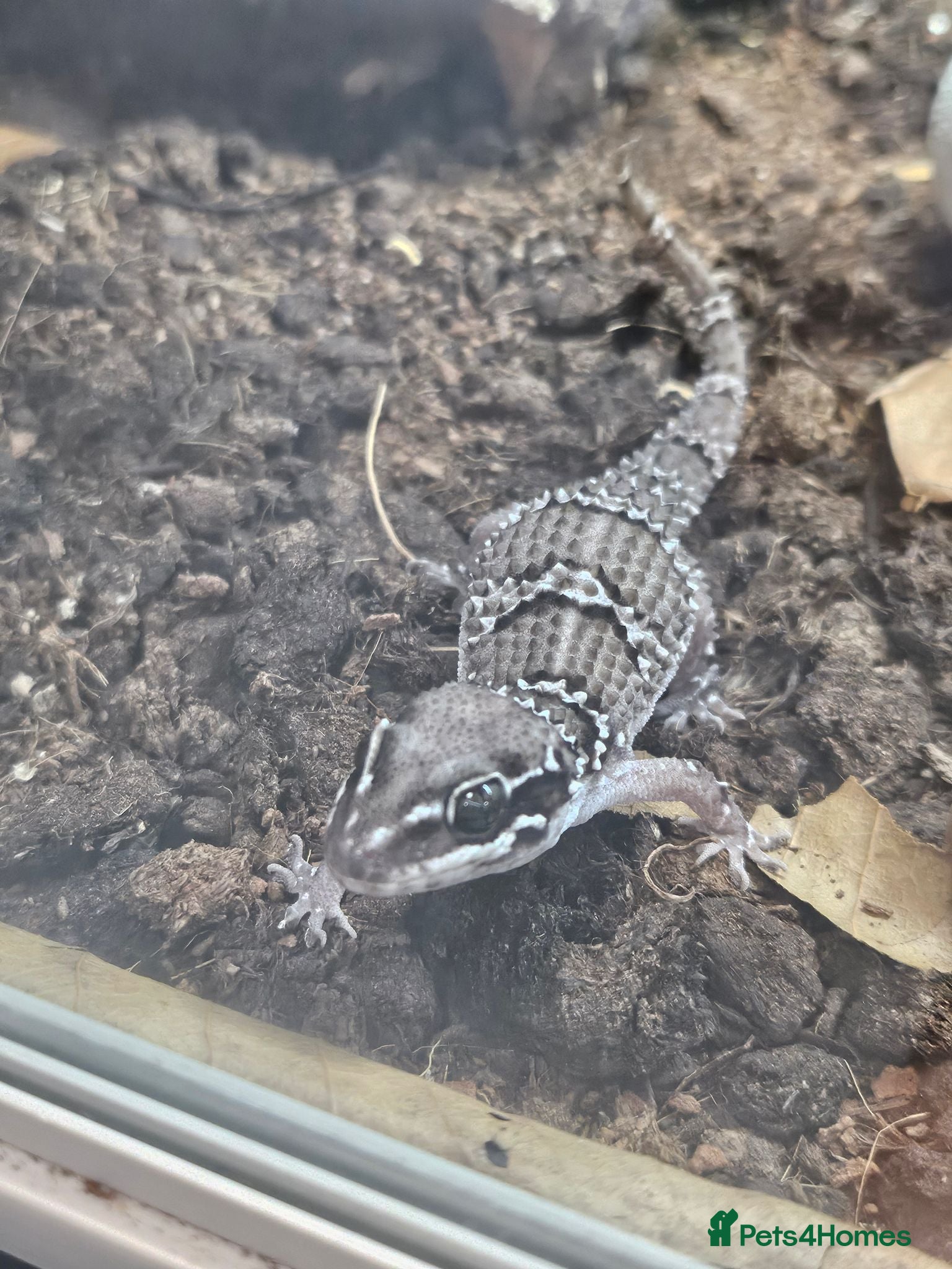 Gecko reptiles Termite hill geckos - Advert 1