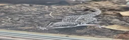 Gecko reptiles for sale: Termite hill geckos - Advert 1